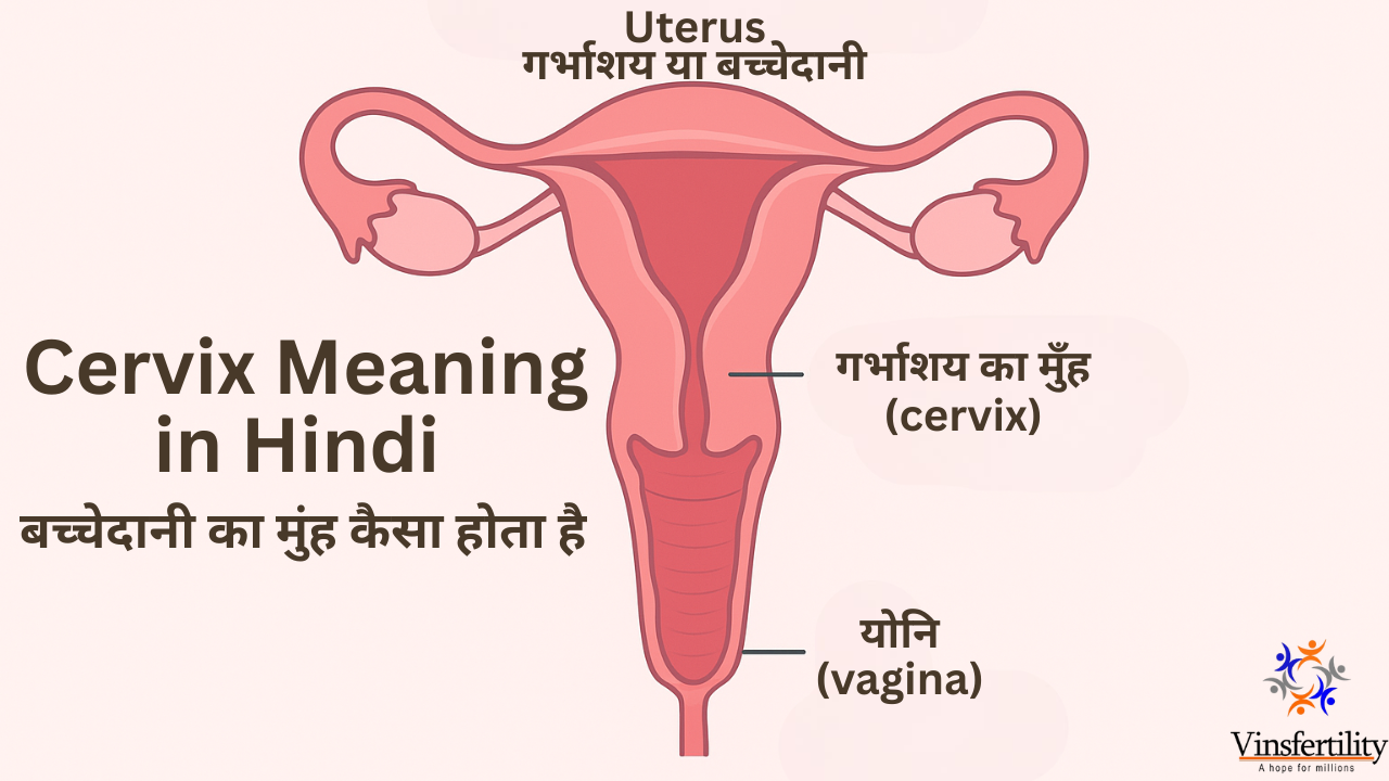 बच्चेदानी का मुंह कैसा होता है | Cervix Meaning in Hindi | गर्भाशय की बनावट और कार्य